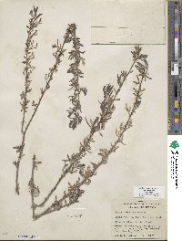 Salix exigua image