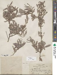 Salix exigua image