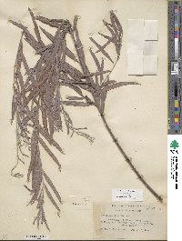 Salix exigua image