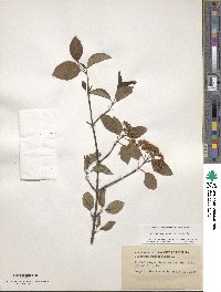 Viburnum prunifolium image