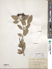 Viburnum prunifolium image