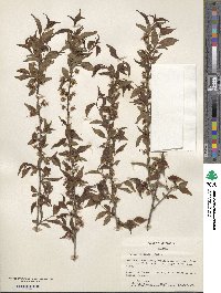 Prunus japonica var. nakaii image