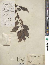 Prunus japonica image