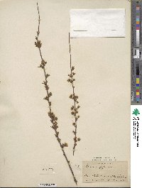 Prunus japonica var. nakaii image