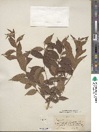 Prunus japonica var. nakaii image