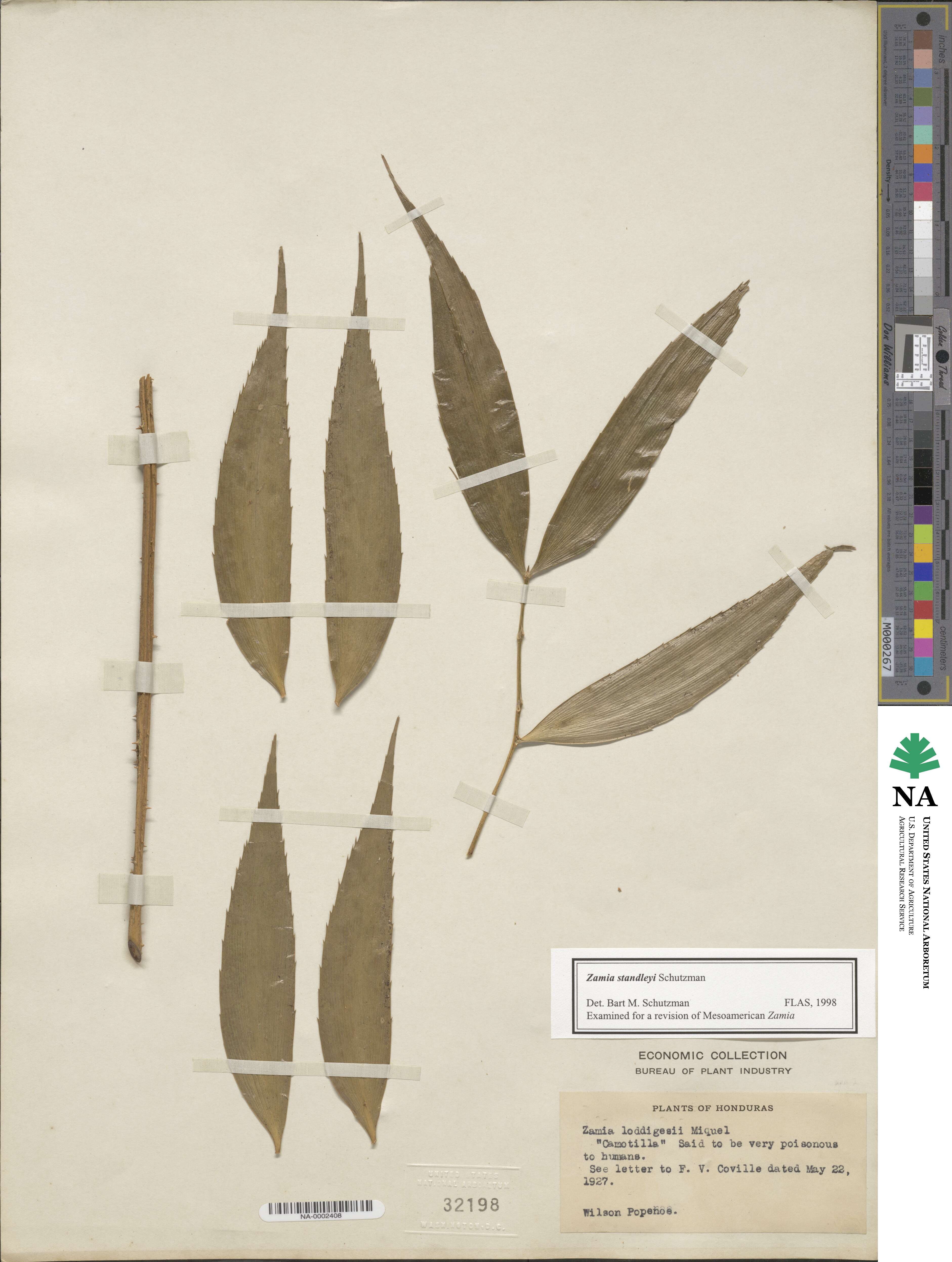 Zamia image