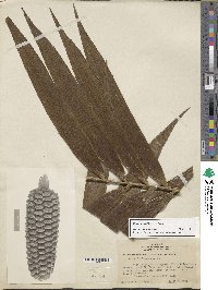 Image of Zamia lindenii