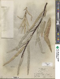 Salix sessilifolia image