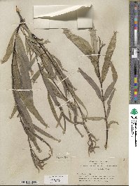 Salix sessilifolia image