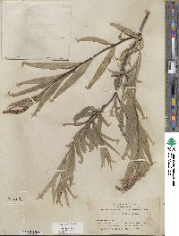 Salix sessilifolia image