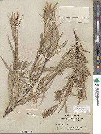 Salix sessilifolia image