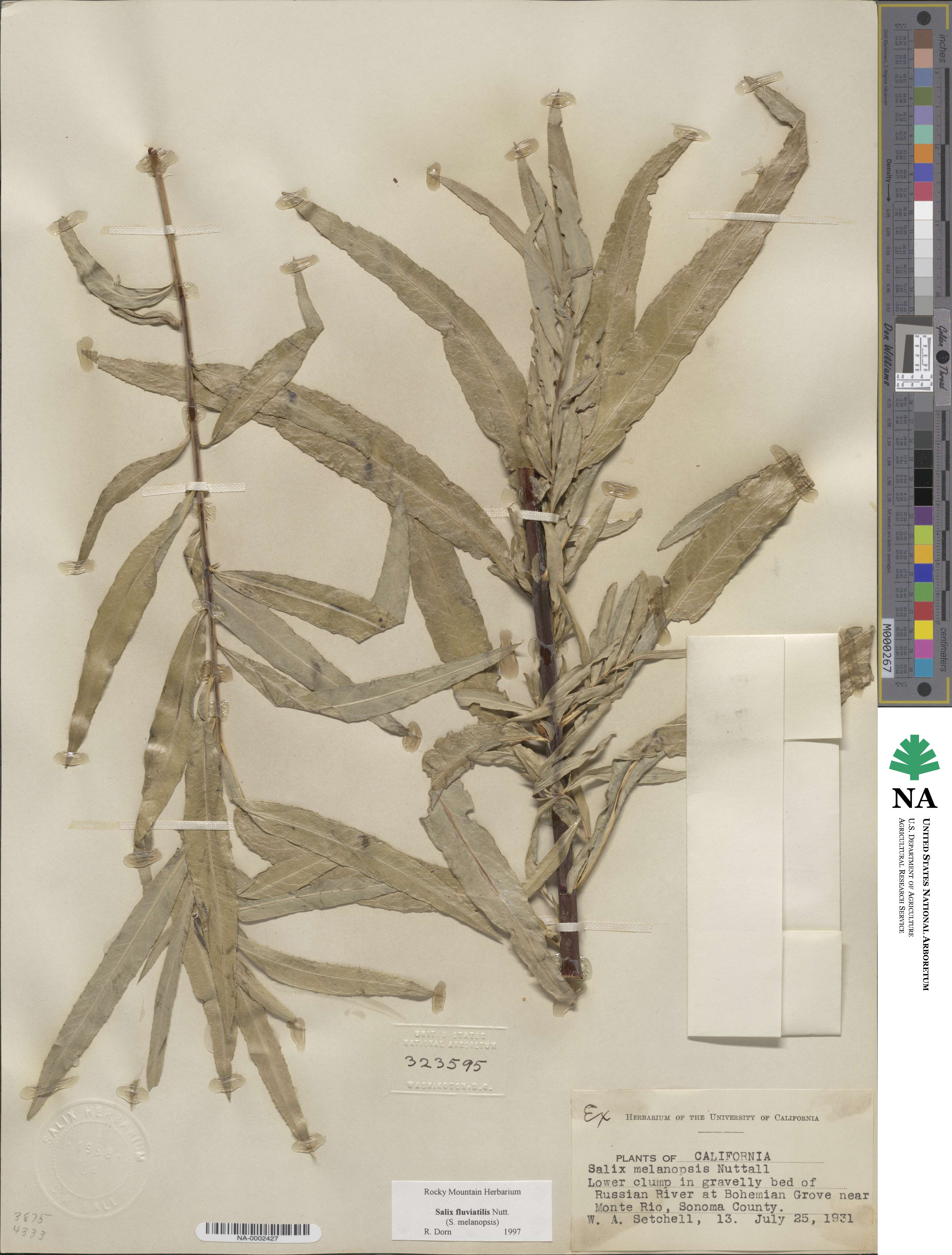Salix sessilifolia image