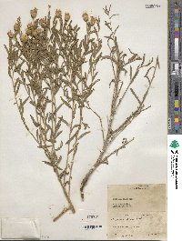 Rhaponticum repens image