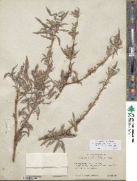 Salix exigua image