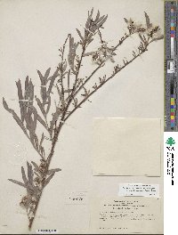 Salix exigua image