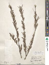 Salix exigua image