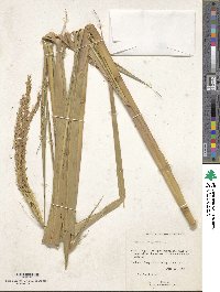 Image of Tripsacum dactyloides