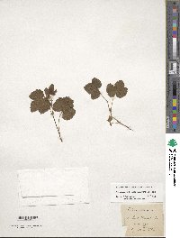 Rubus arcticus subsp. acaulis image