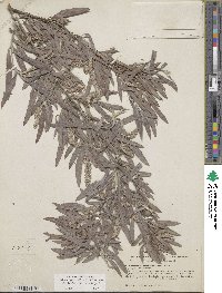 Salix exigua image