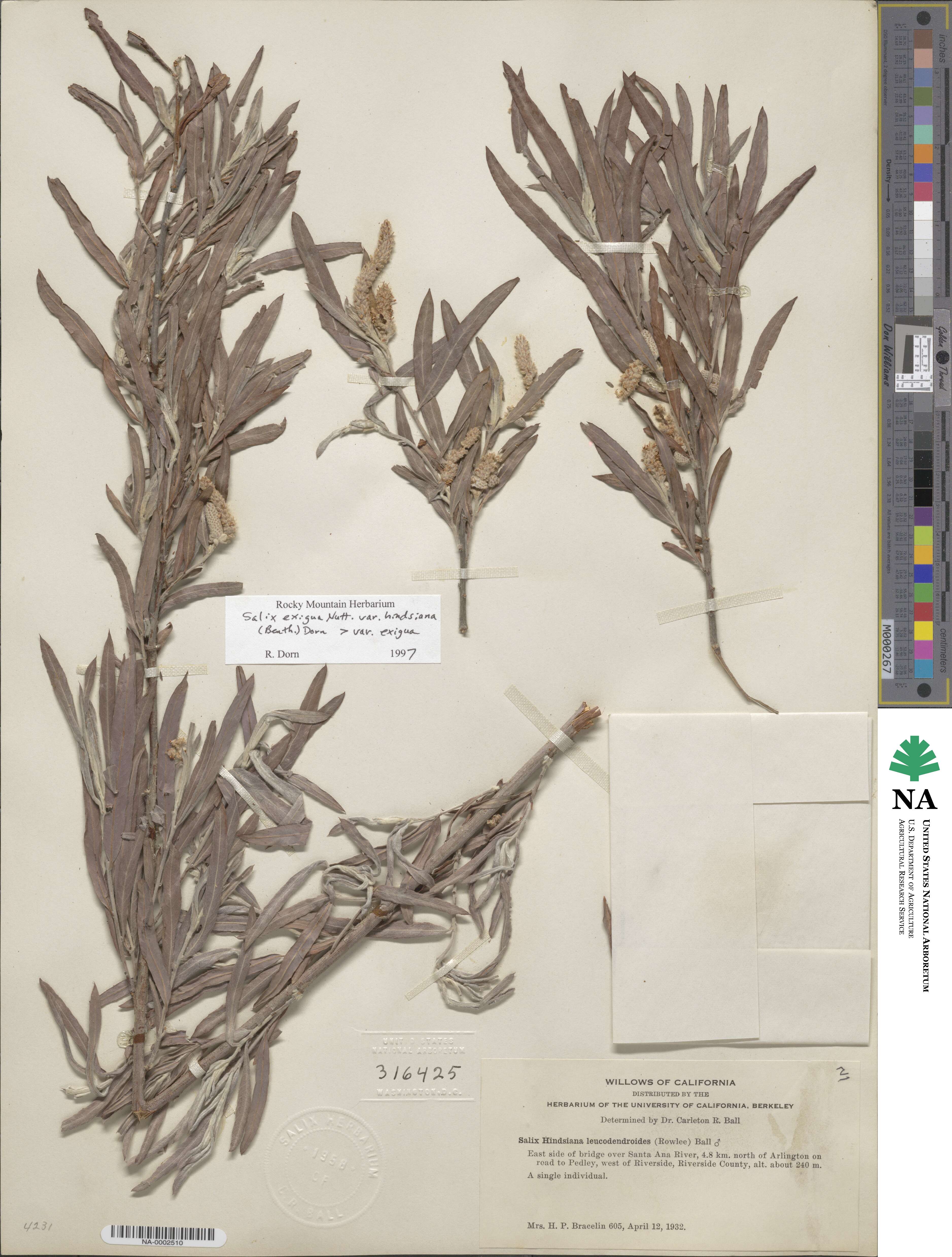 Salix exigua image