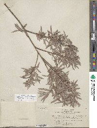 Salix exigua image