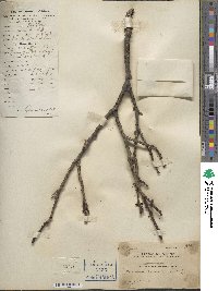 Prunus mume image