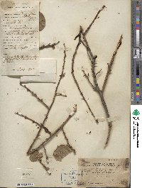 Prunus mume image