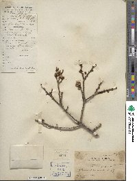 Prunus mume image