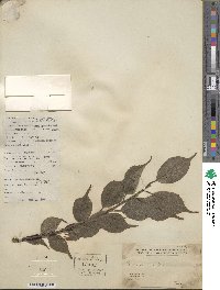 Prunus mume image