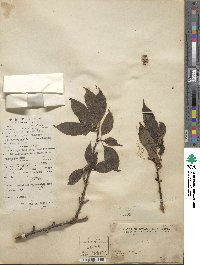 Prunus mume image