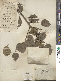 Prunus mume image
