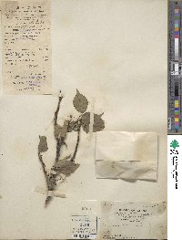 Prunus mume image