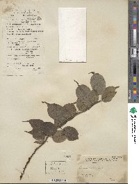 Prunus mume image