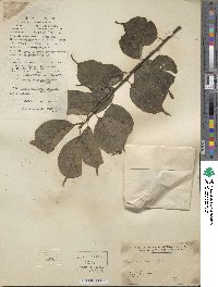 Prunus mume image
