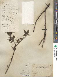 Prunus mume image