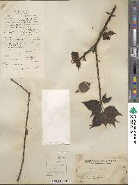 Prunus mume image