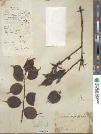 Prunus mume image