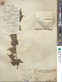 Prunus mume image