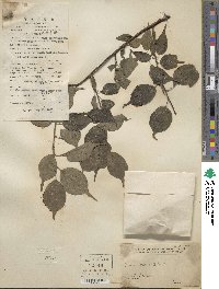 Prunus mume image