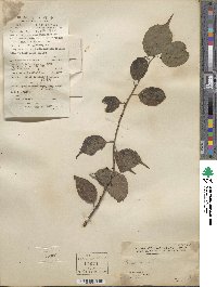 Prunus mume image