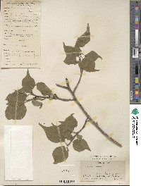 Prunus mume image