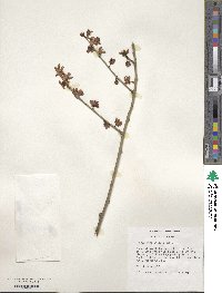 Prunus mume image