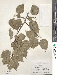 Prunus mume image