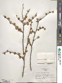 Prunus mume image