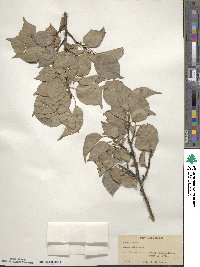Prunus mume image