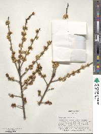 Prunus mume image