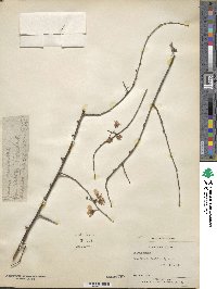 Prunus mume image