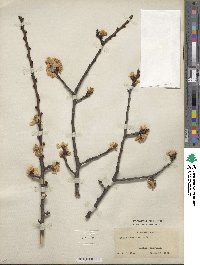 Prunus mume image