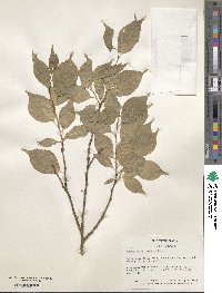 Prunus mume image