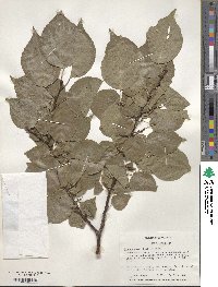 Prunus mume image